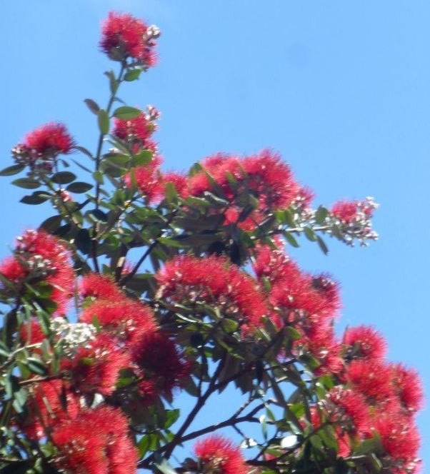 New Zealand Plants