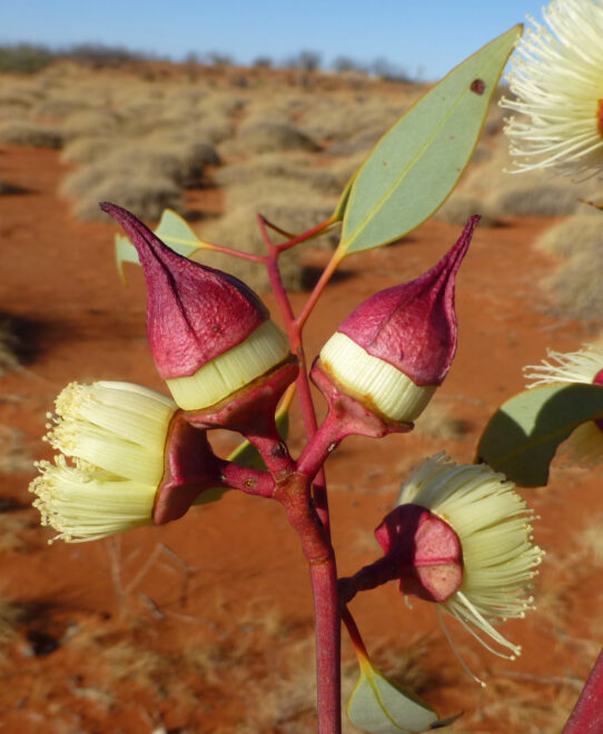 Plants of the Simpson Desert - Australian Garden History Society