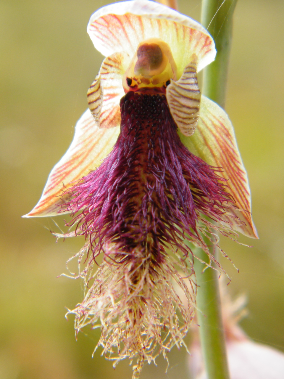 Deborah Wace - Bearded Orchid