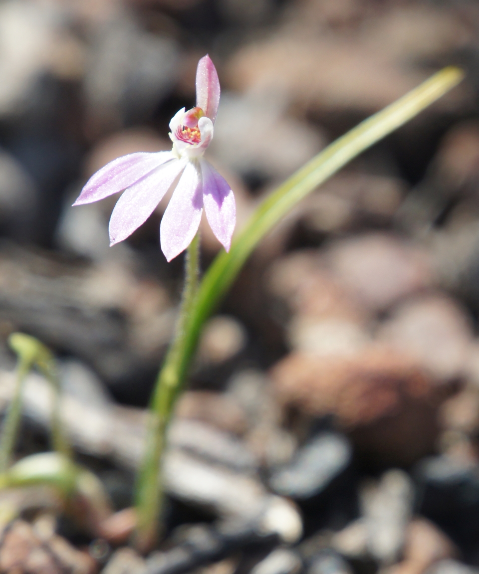 Warren Foster - Merambego - Fingers Orchid