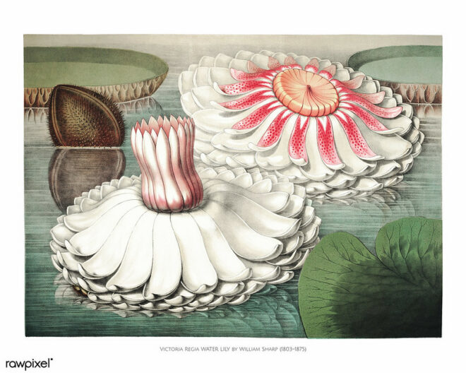A gigantic water lily (Victoria regia)